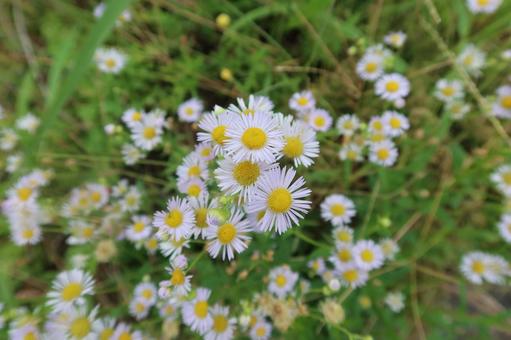 ヒメジョオン　白い花びらで真ん中が黄色 ヒメジョオン,雑草,白いの写真素材