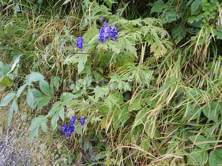 トリカブトの花 花,植物,有毒の写真素材