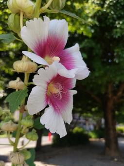 タチアオイ タチアオイ タチアオイ,ホリホック,コケコッコー花の写真素材