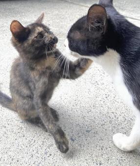 猫 猫,ねこ,ギジトラの写真素材