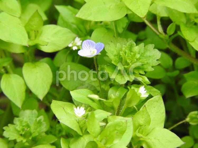 ３月の風景 花,植物,３月の写真素材