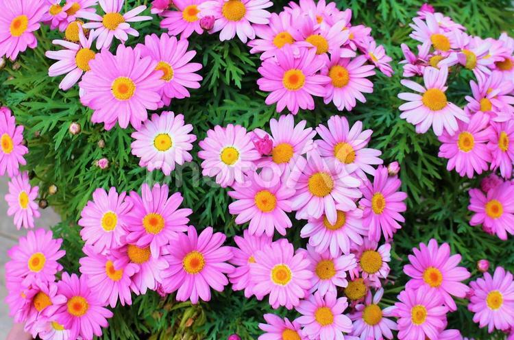 ピンクのマーガレット　満開　ピンクの花 マーガレット,ピンクのマーガレット,満開の写真素材