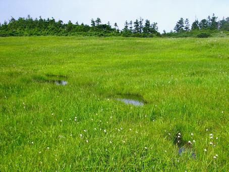 至仏山 オヤマ沢田代湿原の池塘 至仏山,湿原,池塘の写真素材
