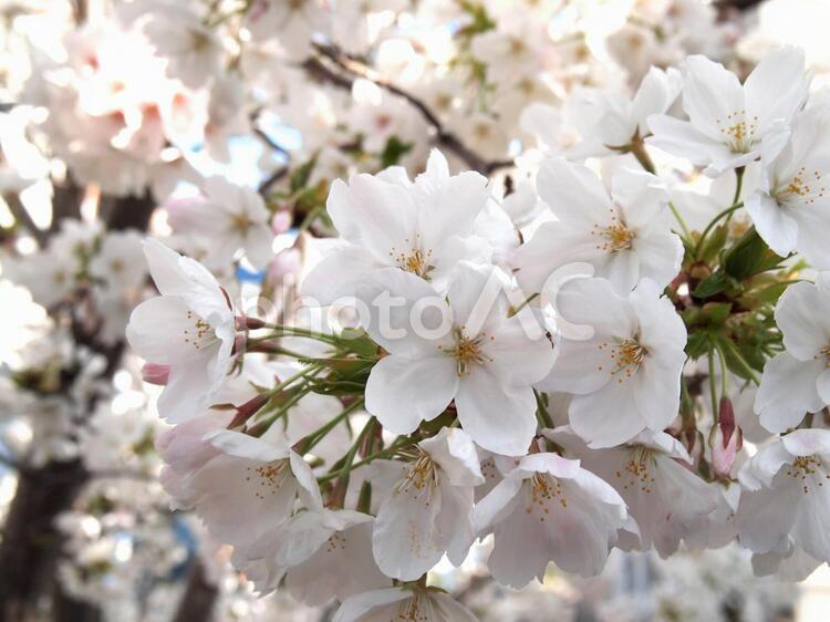 白い山桜 山桜,白い桜,満開の桜の写真素材
