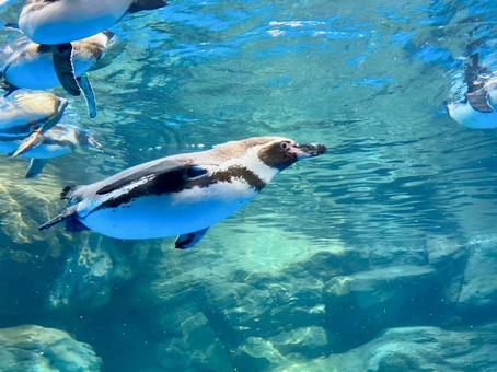 水族館 水族館 大洗水族館,水族館,ペンギンの写真素材