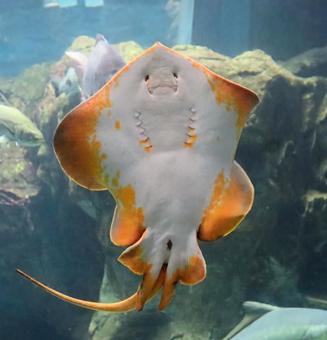 こっちを向いて挨拶 魚,アカエイ,生き物の写真素材