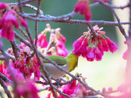 メジロと寒緋桜 メジロと寒緋桜 メジロ,寒緋桜,可愛いの写真素材