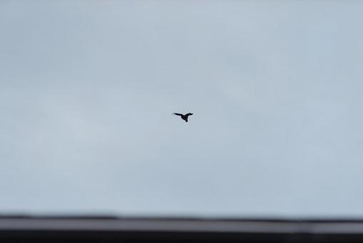 枯葉をくわえて大空を飛ぶカラス 枯葉をくわえて大空を飛ぶカラスの写真