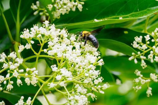Photo, sweet viburnum, evergreen tall tree, bear, 