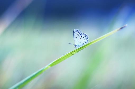 草の葉にとまる蝶々 草の葉にとまる蝶々 昆虫,虫,自然の写真素材
