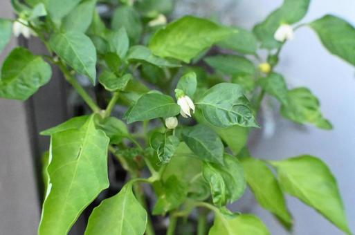ピーマンの花 ピーマンの花,ピーマン,花の写真素材