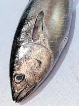 まぐろ まぐろ 本まぐろ,クロマグロ,魚の写真素材