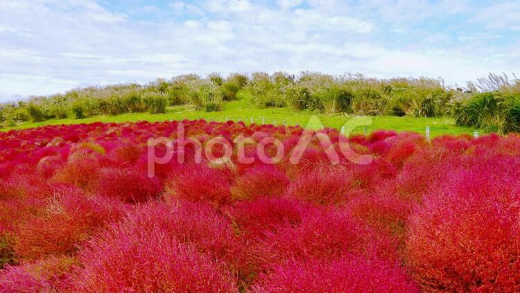 真っ赤なコキアの絨毯 自然,風景,フィールドの写真素材