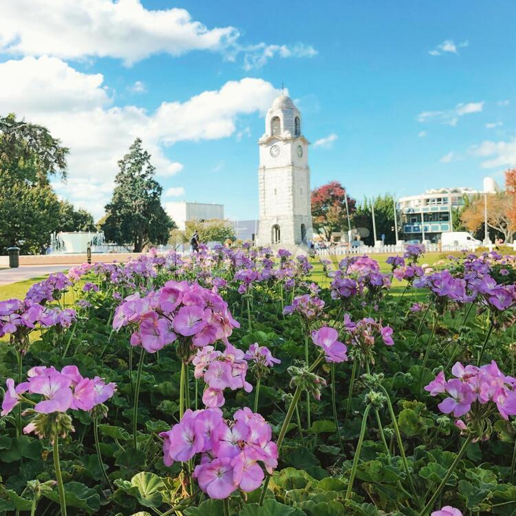 ゼラニウムと時計台 時計台,ゼラニウム,花の写真素材
