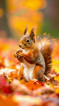 どんぐりを持つ秋の紅葉の中のエゾリスの写真