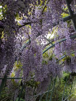 Photo, flower, wisteria trellis, beautiful, 