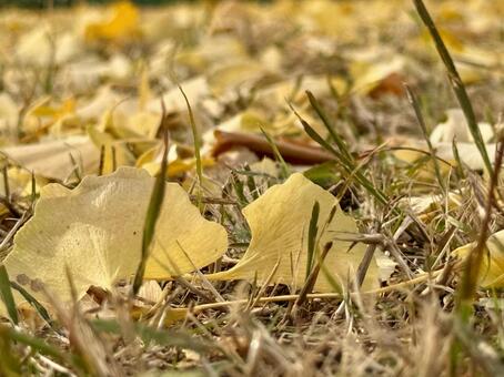 晩秋の芝生とイチョウの落ち葉 散歩,鮮やか,ゴールドの写真素材