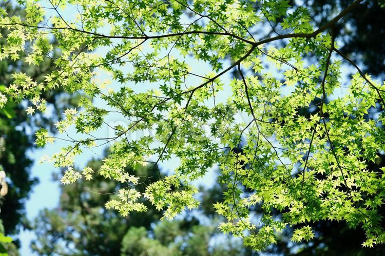 カエデの新緑（大雄山） カエデ,かえで,楓の写真素材