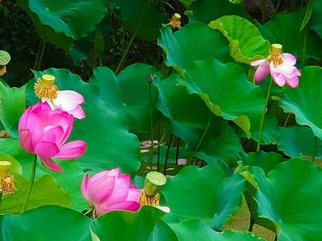 Lotus flower, JPG Lotus flower, JPG