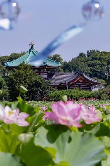 蓮 蓮 蓮,ハス,不忍池の写真素材