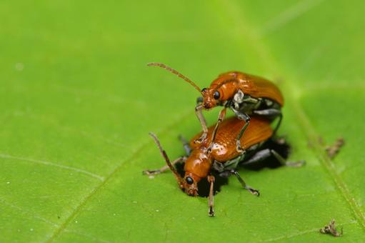 ウリハムシ ウリハムシ ウリハムシ,ハムシ,甲虫の写真素材