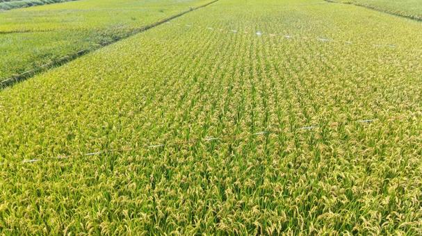 田んぼ　　の写真