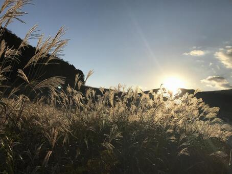 すすき 自然,風景,すすきの写真素材