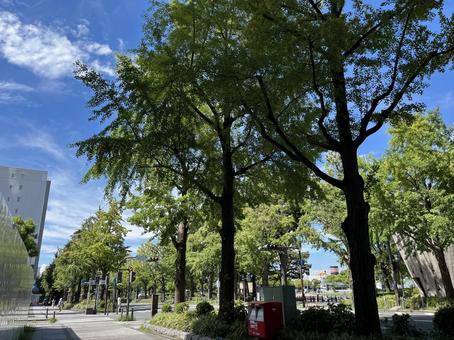 みなとみらい 散歩道 みなとみらい 散歩道 みなとみらい,桜木町,山下公園の写真素材