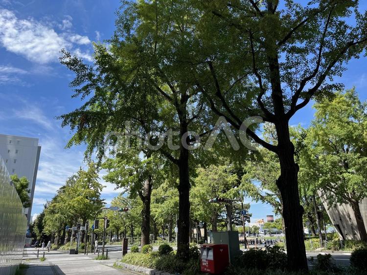 みなとみらい　散歩道 みなとみらい,桜木町,山下公園の写真素材