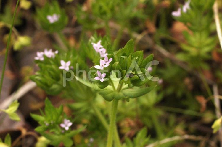 ハナヤエムグラ2 花,ピンク,小さな花の写真素材