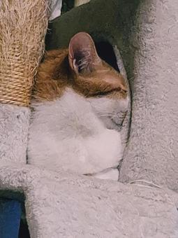 猫　眠くて練らせての写真