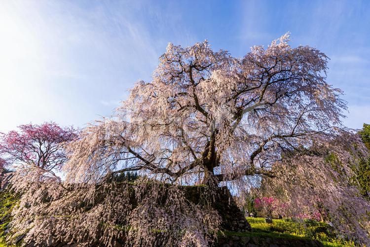 奈良県宇陀市　満開の又兵衛桜 又兵衛桜,桜,サクラの写真素材