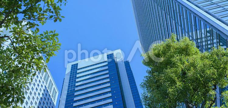 オフィスビル　緑の木 木,緑,葉の写真素材