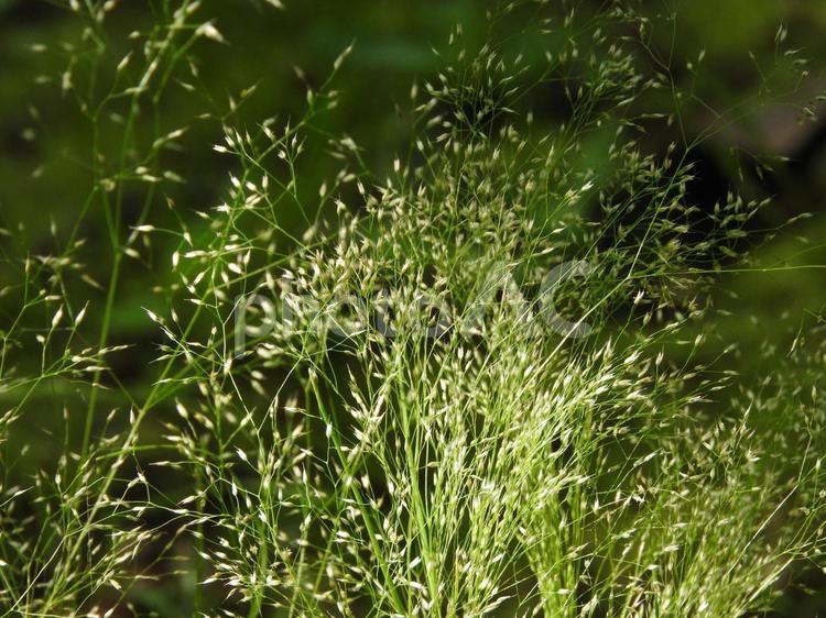 草花の世界 葉っぱ,グリーン,植物の写真素材