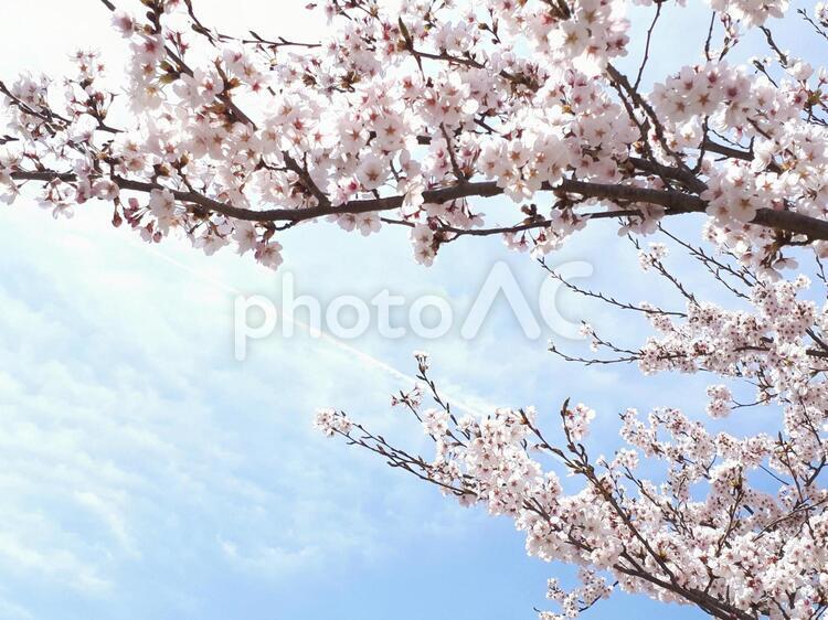 信州伊那・桜と空の風景 花,春,自然の写真素材
