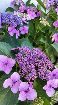 紫陽花の季節 紫陽花の季節の写真