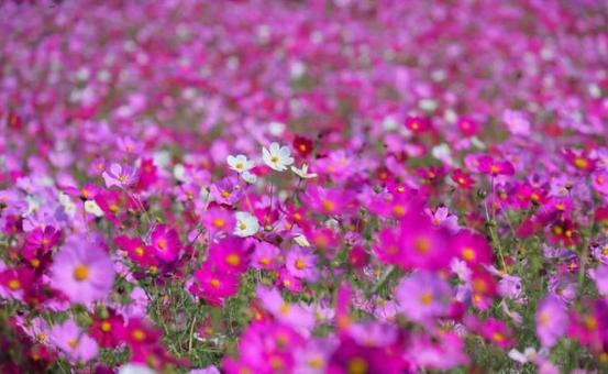 一面のコスモスの写真