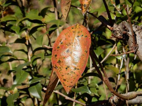 【風景写真】晩秋の風景 紅葉,葉っぱ,晩秋の写真素材