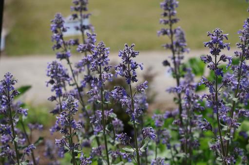 紫色のネペタグランディフロラの花の花畑の写真