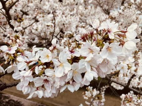 SAKURA SAKURAの写真