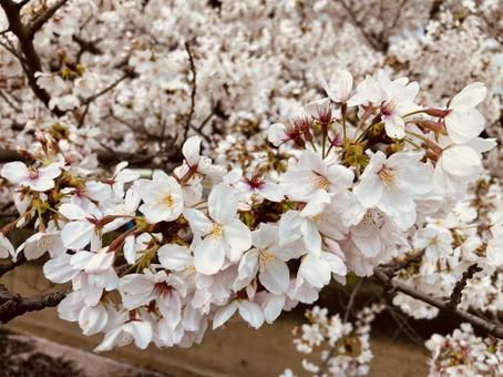 SAKURA サクラ,さくら,木の写真素材