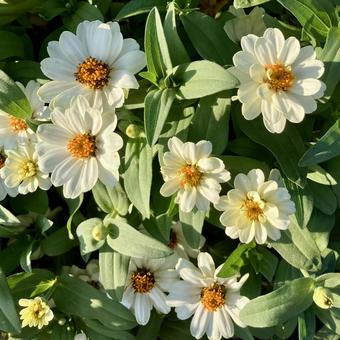 花★ジニア 白 花★ジニア 白 ジニア,白,フラワーの写真素材