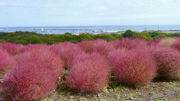 海沿いの赤コキア 海沿いの赤コキアの写真