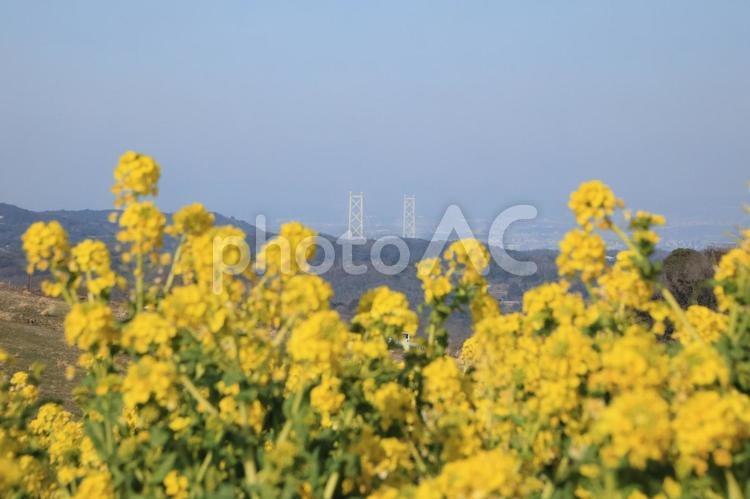 菜の花と明石海峡大橋 菜の花,明石海峡大橋,春の写真素材