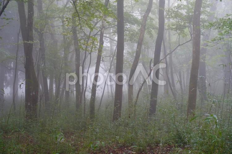 霧に包まれる森 森,霧,森林の写真素材