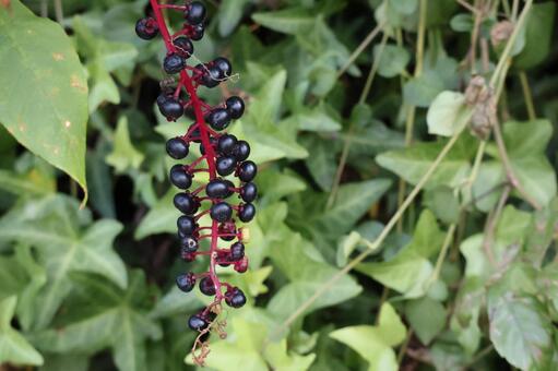 黒く色づくヤマゴボウの実のアップ 黒く,色づく,ヤマゴボウの写真素材