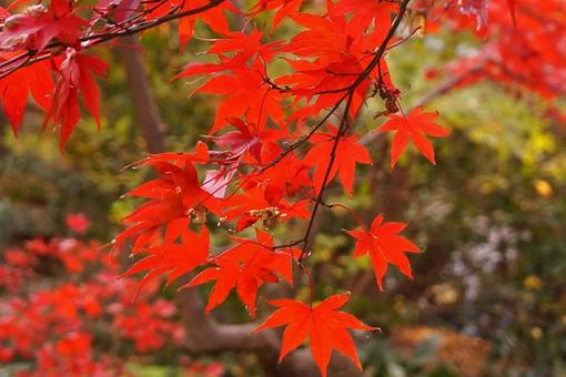 紅葉 紅葉の写真