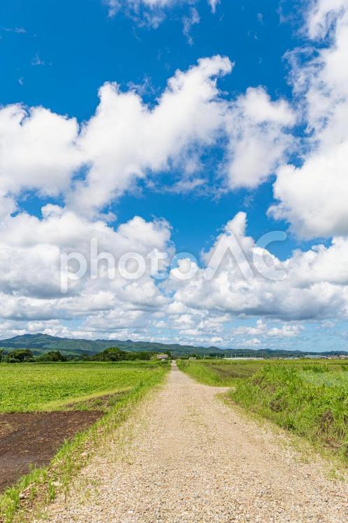 真夏の田舎道と青空 田舎道,田園風景,農道の写真素材