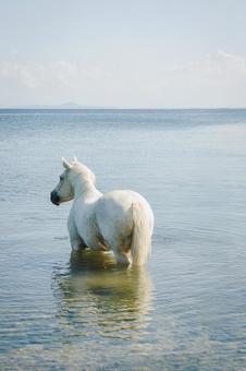 湖と白い馬 馬,白い馬,白の写真素材