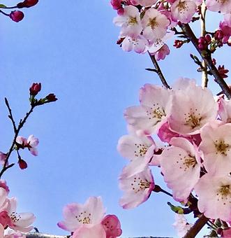 桜の咲く春のよき日 桜の咲く春のよき日の写真